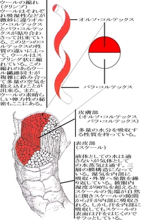 ウール繊維の構造.jpg